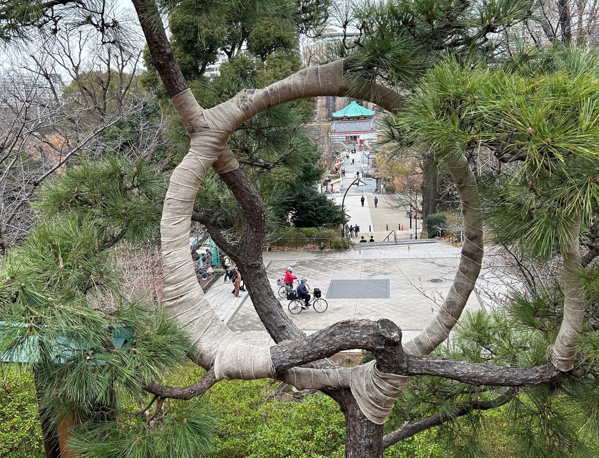 View of Ueno Park through branches trained in a circle